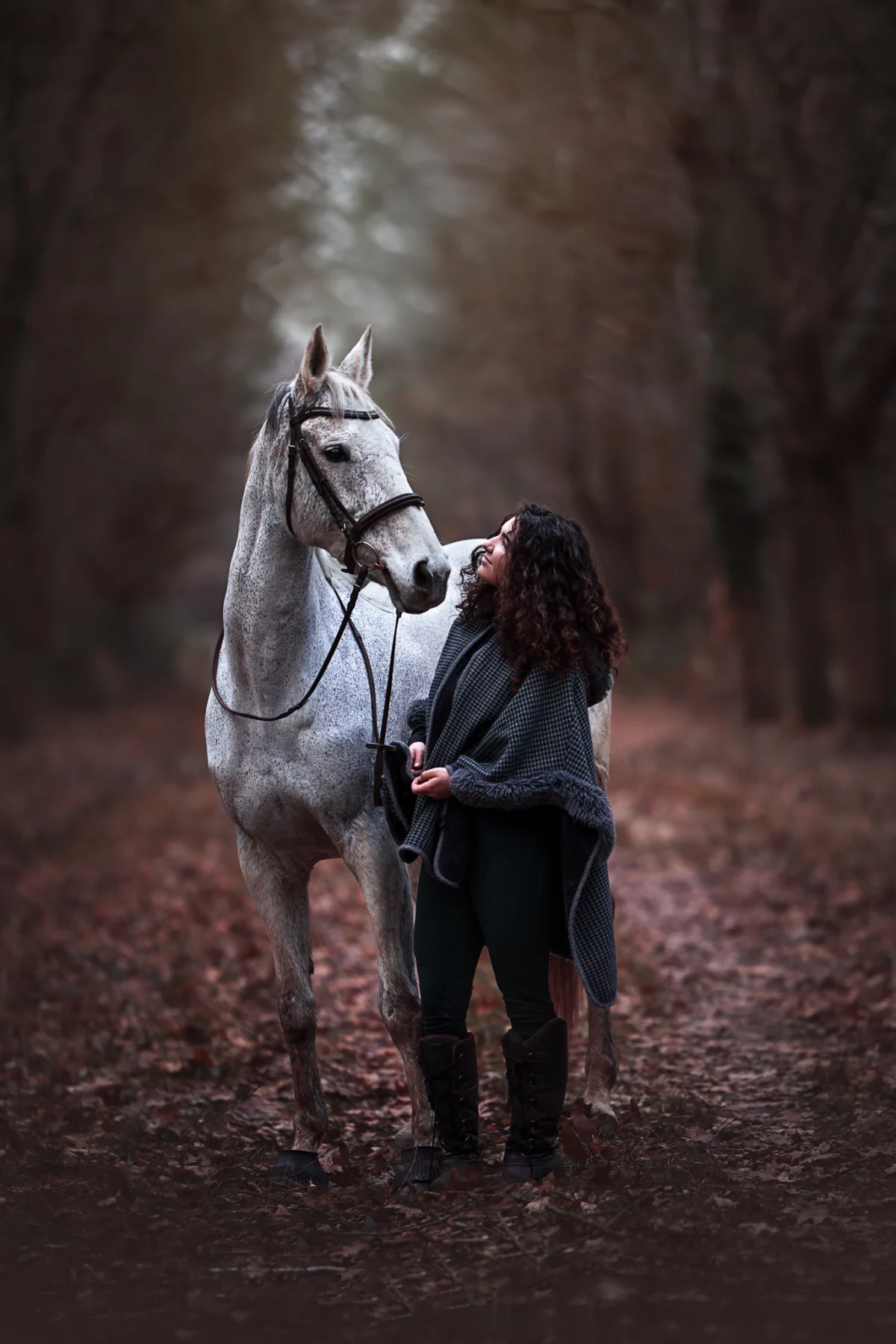 portrait cheval / horse