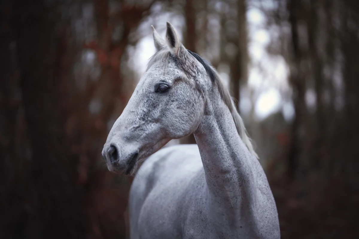 portrait cheval / horse