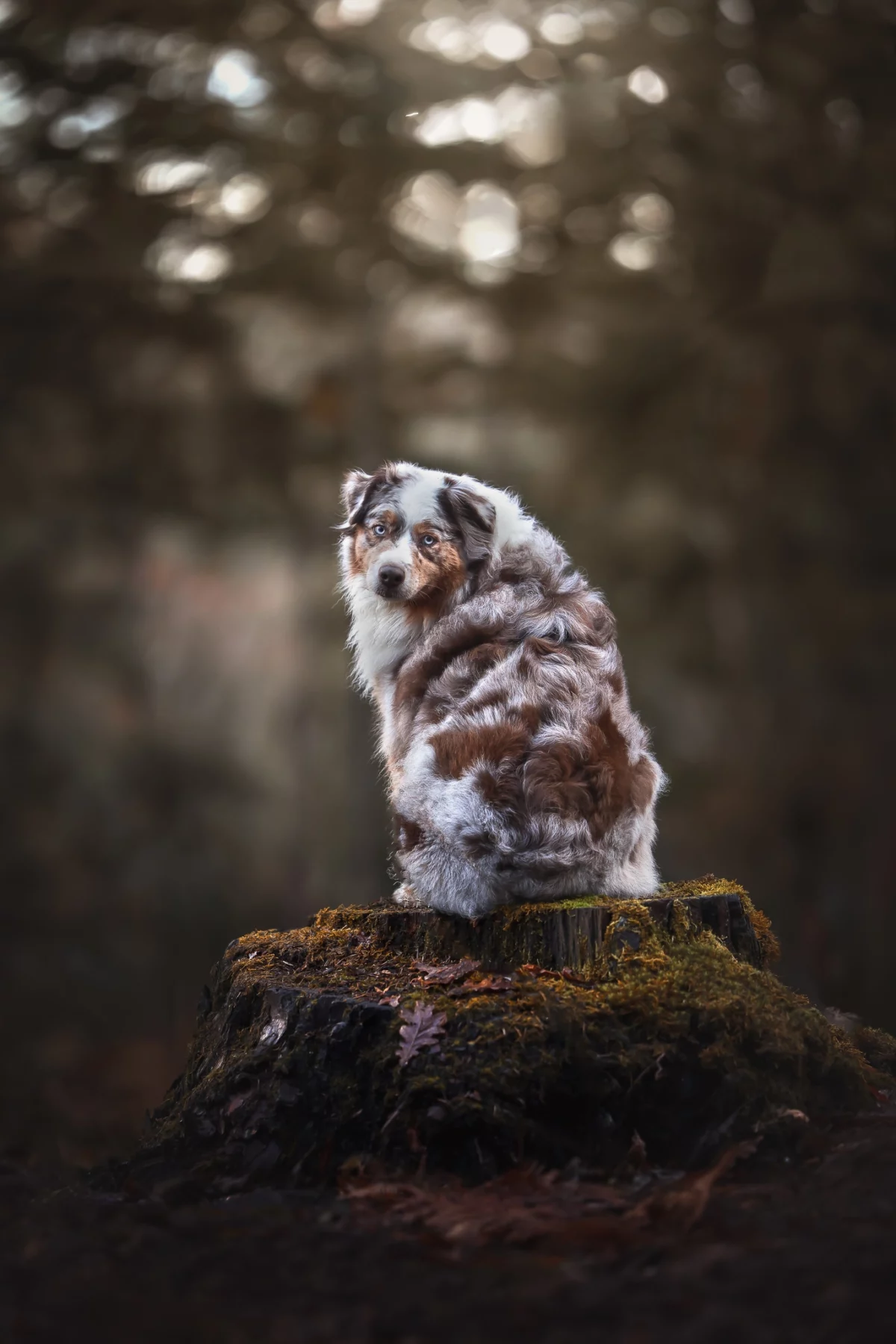 portrait chien / dog