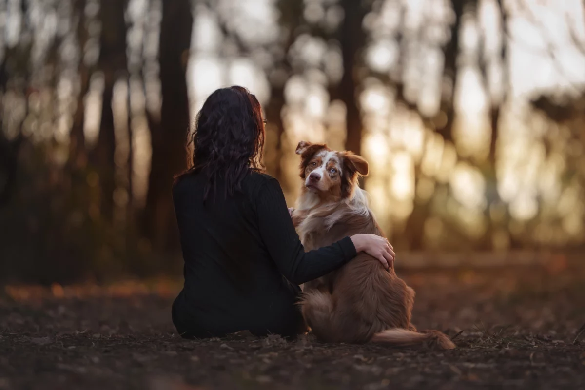 portrait chien / dog