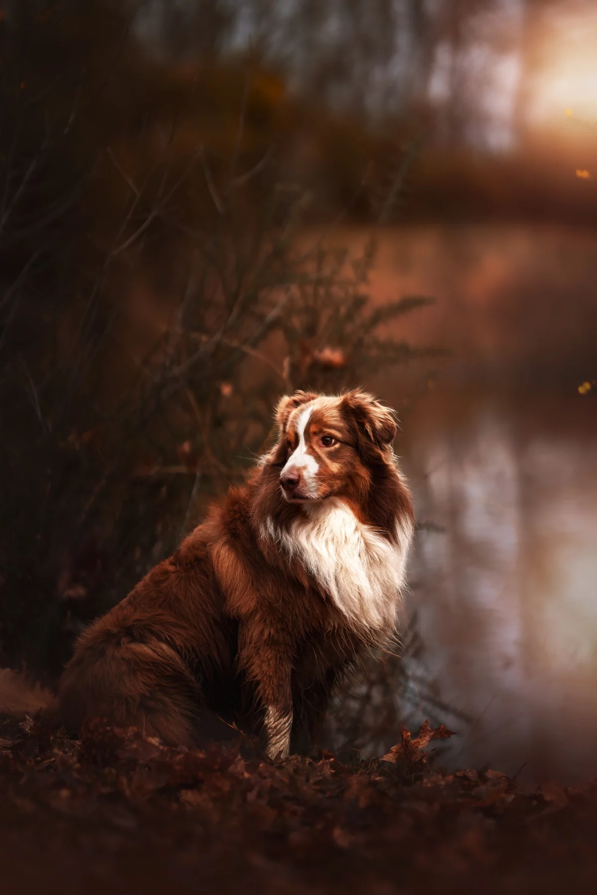 portrait chien / dog