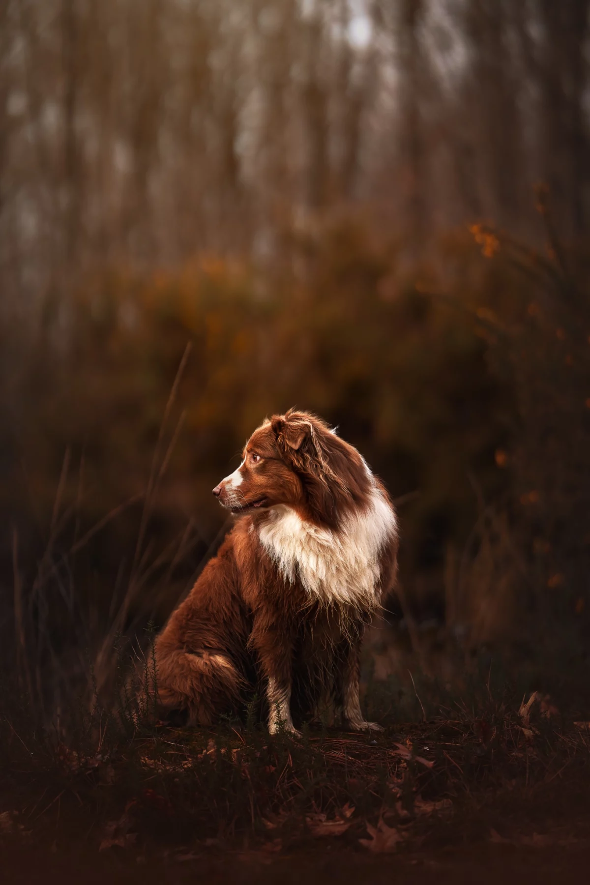 portrait chien / dog