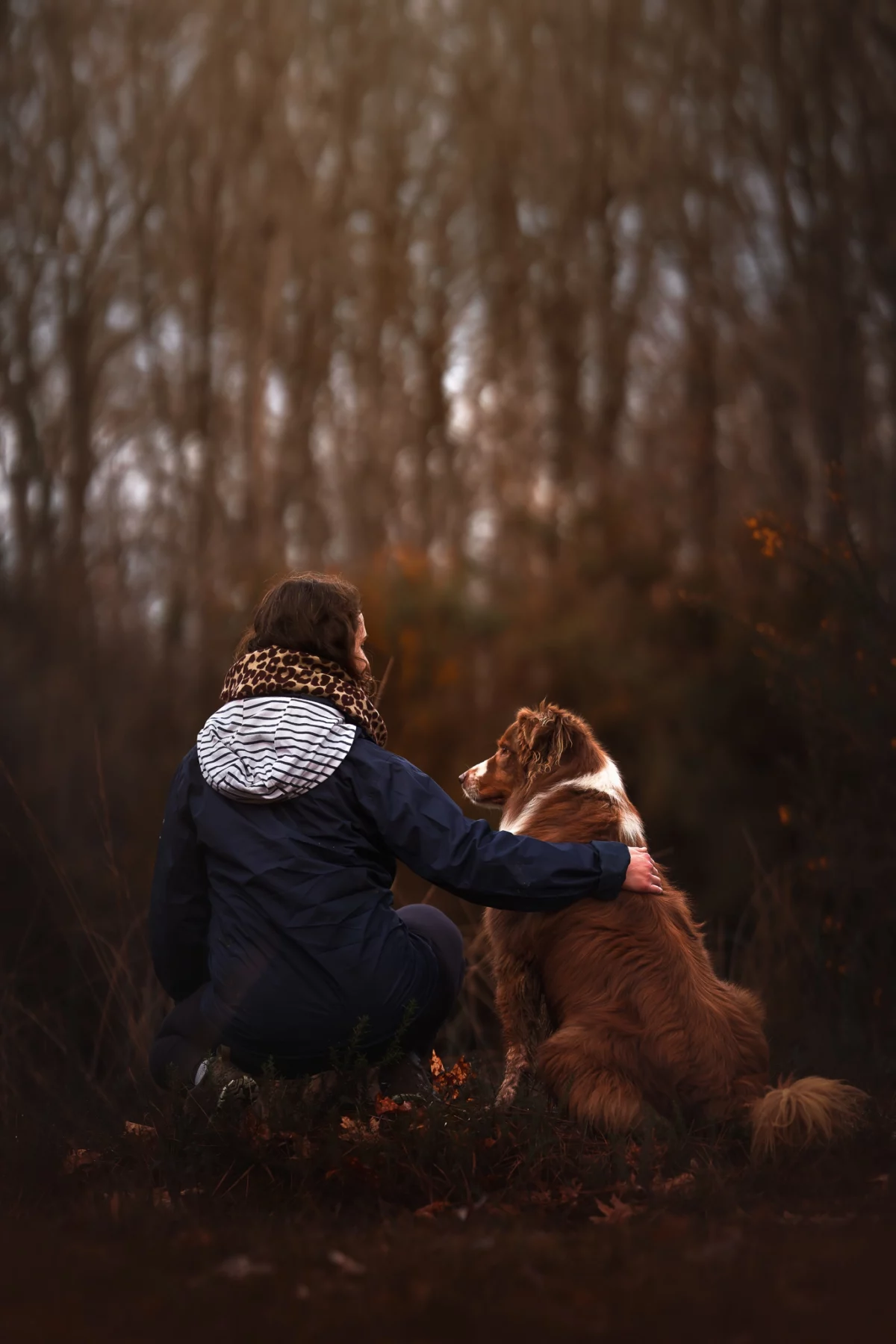 portrait chien / dog